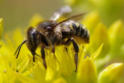 Réf. 261 474 : Anthidium septemspinosum